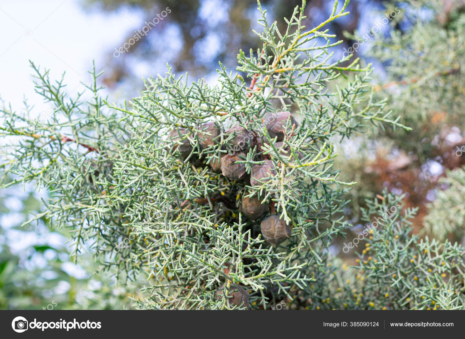 Arizona Cypress Cupressus Arizonica Ornamental Tree Stock Photo Image By C Sunny Smile 385090124