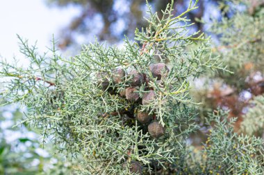 Arizona servisi (cupressus arizonica) bir süs ağacı olarak.