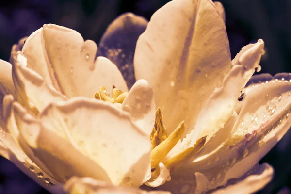 Горизонтальный Фон Винтажным Тонированным Нежным Цветком Тюльпана Вблизи Мокрые Лепестки — стоковое фото