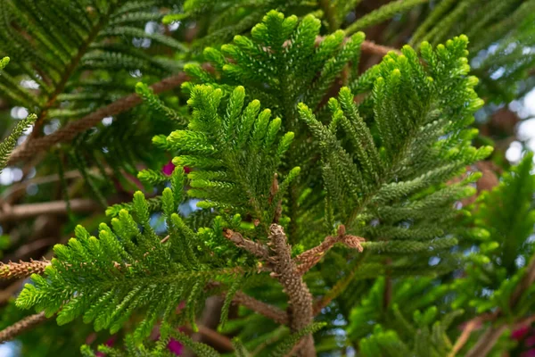 Araucaria Evergreen Ramo Árvore Conífera Com Folhas Semelhantes Agulhas — Fotografia de Stock