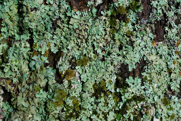 Lichen Parmelia Ağaç Gövdesinde Büyüyor — Stok fotoğraf