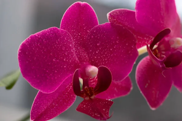 Vista Perto Belas Flores Orquídea Cor Magenta Brilhante Cultivo Orquídeas — Fotografia de Stock