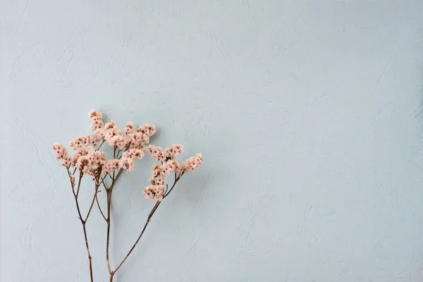花のレイアウトは コピースペース ぼやけた 選択的なフォーカスを持つ淡い青色の色調の背景に小さな白い花がたくさんあります — ストック写真