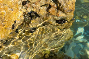 Pachygrapsus marmoratus kaya ile mermer kaya yengeci olarak da bilinir. Deniz yengeci taklidi