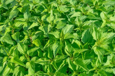 Parlak güneş ışığı altında bir sürü ısırgan otundan yapılmış fotokopi alanı olan botanik arka plan. Metin için yeri olan yaratıcı yerleşim