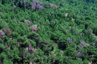 Yazın yaprakları olan bir sürü ağaçtan oluşan doğa arka planı. Yazın karışık Avrupa ormanları