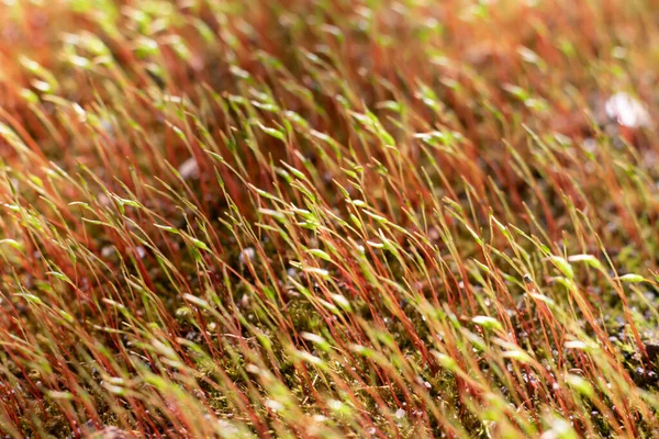 有绿色孢子囊的苔藓 宏生长在地面上 湿地上的小植物 — 图库照片