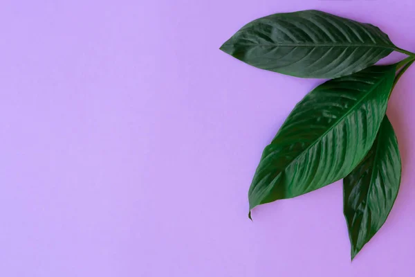 Ботанический Макет Копировальным Пространством Крупные Зеленые Листья Бланшированном Фиолетовом Фоне — стоковое фото