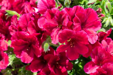 Bir sürü çiçek açan parlak pembe pelargonyum çiçekleri ve yaz güneşlerinde yeşil yapraklar. Bahçedeki sardunya (Pelargonium).