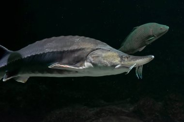 Büyük Beluga balığı aynı zamanda büyük mersin balığı ya da huso huso olarak da bilinir. Vahşi doğadaki balıkların yakın görüntüsü. 