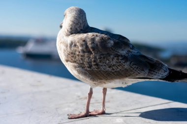 Gün batımından dolayı uzun gölgeli geri dönmüş martıyı yakından izleyin. Bulanık şehir manzarasının üstündeki vahşi kuş.