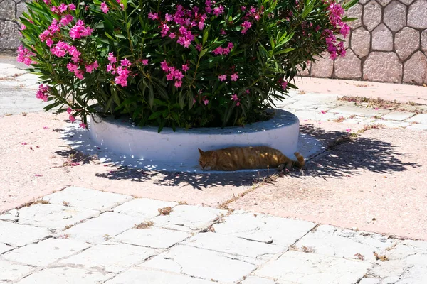 Rood Harige Luie Kat Ligt Shodowa Van Een Grote Pot — Stockfoto