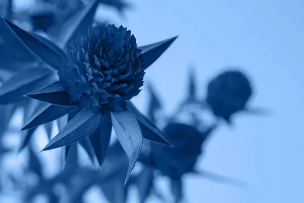 브레나 인기있는 색상의 고전적 파란색 꽃으로 공간과 디자이너들을 자료들을 배경으로 — 스톡 사진