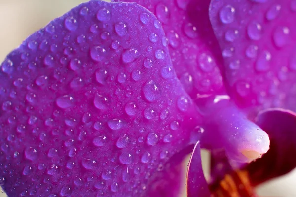 Close View Beautiful Orchid Flowers Petals Bright Purple Color Phalaenopsis — Φωτογραφία Αρχείου