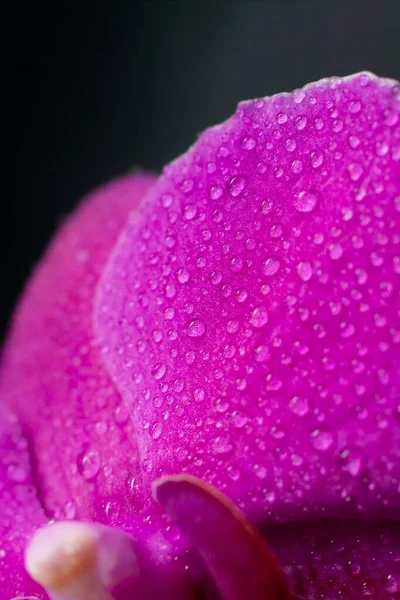 Close View Beautiful Orchid Flowers Petals Bright Magenta Color Dark — Φωτογραφία Αρχείου