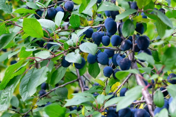 Rama Con Hojas Verdes Bayas Espino Negro Azul Oscuro Cosecha — Foto de Stock