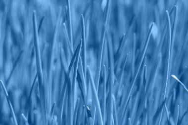 İnce yapraklı çimenlerin doğal desenli arka planı. Moda renginde tonlu fotoğraf 2020 klasik mavi