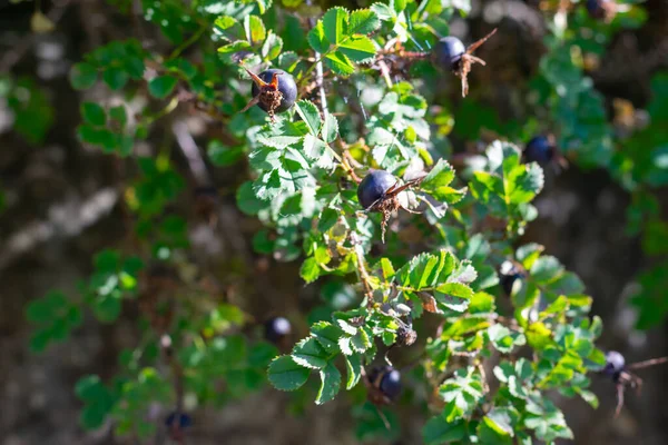 太陽の光で緑の葉を持つ枝に熟した黒い果実を持つバラのヒップのブッシュ 薬草の収穫 — ストック写真