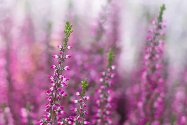 Pastel Toned Blooming Bright Pink Erica Flowers Bokeh Effect Blossoming Stock Image