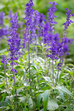 Şifalı bitki olarak bilinen Salvia çiçeği ve yemek için baharat aromalı malzeme. Bokeh ile dikey çiçek ve doğal arkaplan.