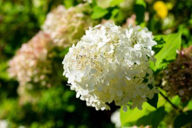 Ortanca panikleyerek, parlak güneş ışığındaki beyaz çiçekler bahçede büyüyor. Ortanca çalısı