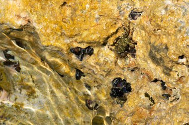 Pachygrapsus marmoratus olarak bilinen mermer kaya yengeci kayanın üzerinde saklanıyor. Deniz yengeci taklidi