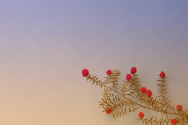 Kopya alanı olan gomphrena çiçeklerinden yapılmış botanik eğimli arkaplan. Tasarımcılar için malzemeler.