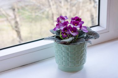Blooming pink African violet flower on windowsill on daylight, cozy home decor clipart