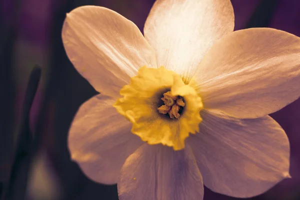 Fundo Feito Roxo Tonificado Bonito Narciso Vívido Flower Blooming Primeira — Fotografia de Stock