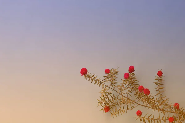 Botanische Helling Achtergrond Gemaakt Van Gomphrena Bloemen Met Kopieerruimte Materialen — Stockfoto