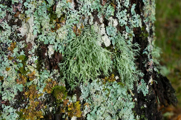 Lichen Parmelia Ağaç Gövdesinde Büyüyor — Stok fotoğraf