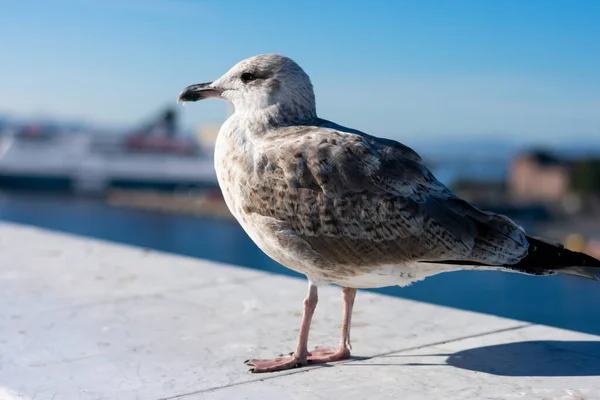 Close Profile Grey Feathered Seagull Blurred Cityscape Background Wild Bird — Stock Photo, Image