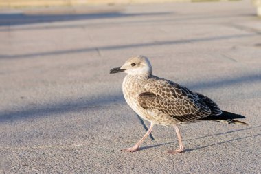 Gri tüylü martı yaz vakti gün ışığında yerde yürüyor..