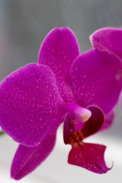 Вертикальное Фото Орхидеи Фаленопсиса Пурпурном Цвете Цветущий Цветок Фаленопсис Капельками — стоковое фото