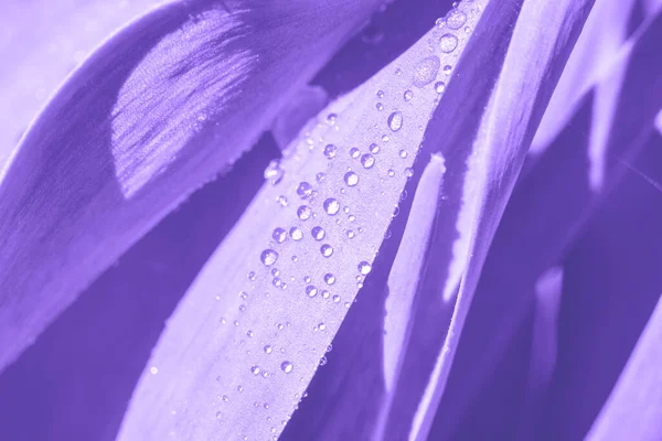 Ботанический Фон Фиолетовых Тонах Широкими Гладкими Листьями Каплями Сияющей Воды — стоковое фото