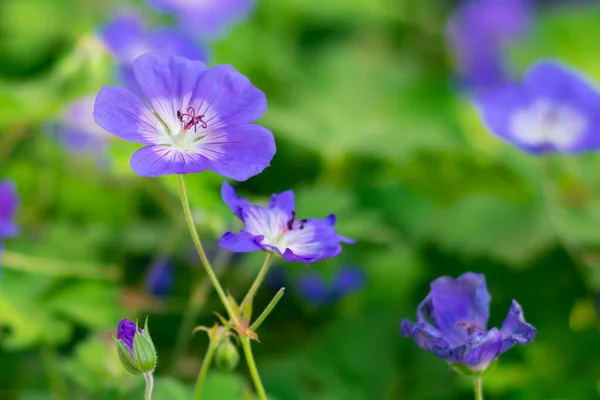 Vista Vicino Del Bellissimo Fiore Geranio Brillante Rozanne Con Foglie — Foto Stock