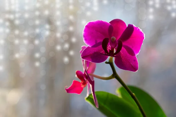 Fundo Floral Com Espaço Cópia Feito Flores Orquídea Rosa Brilhante — Fotografia de Stock