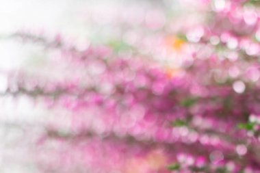 Parıltılı ve bokeh efektli bulanık botanik arka plan. Bulanık, parlak su damlalarıyla uzayı kopyala, doğal arkaplan