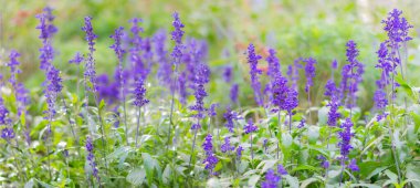 Geniş bir arka plan ve bir sürü narin mor küçük çiçekler. Kopyalama alanı olan doğal doku. 