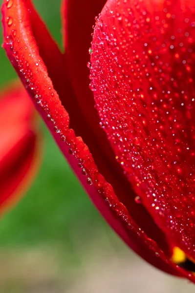 Вертикальный Макро Фон Залитых Солнцем Красных Цветов Тюльпана Много Крошечных — стоковое фото