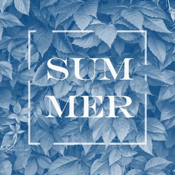 2020 model klasik mavi renkli bir sürü üzüm yaprağıyla kare arkaplan ve içinde yaz kelimesi olan çerçeve. Kare çerçeveli üstüste bindirilmiş yapraklar