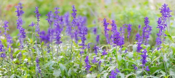Geniş bir arka plan ve bir sürü narin mor küçük çiçekler. Kopyalama alanı olan doğal doku. 