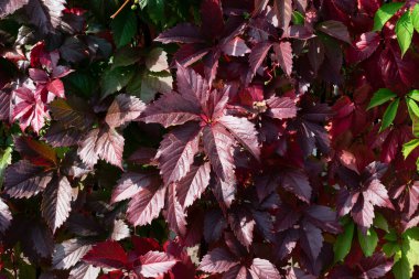 Sonbaharda bir sürü koyu kırmızı üzüm yapraklarından yapılmış botanik çiti. Vahşi üzüm dalları