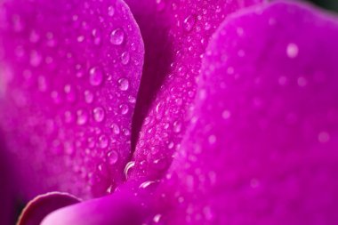 Güzel orkide çiçeklerinin parlak morumsu taç yapraklarının yakın görüntüsü. Çiçek açan falanopsis çiçekleri yaprakların üzerine su damlatıyor.