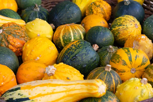 A lot of ripe different colored and shaped squashes. Harvest of green, yellow and orange pumpkins for halloween party.