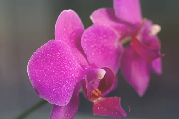 Fundo Florescendo Tonificado Feito Vista Close Phalaenopsis Colorido Orchid Magenta — Fotografia de Stock