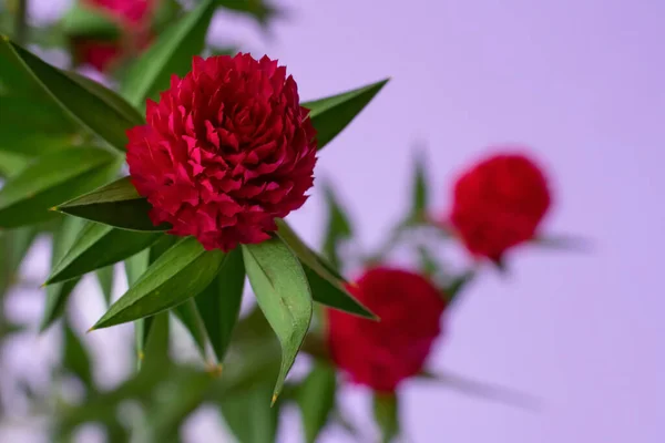 Floral Layout Bright Red Gomphrena Flower Green Leaves Copy Space — Stock Photo, Image