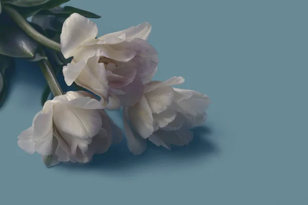 Три Білих Квітки Тюльпанів Пастельних Тонах Тонований Фон Місцем Тексту — стокове фото