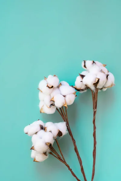 Vertical Format Cotton Twigs Blue Background Botanical Background Copy Space — Stock Photo, Image