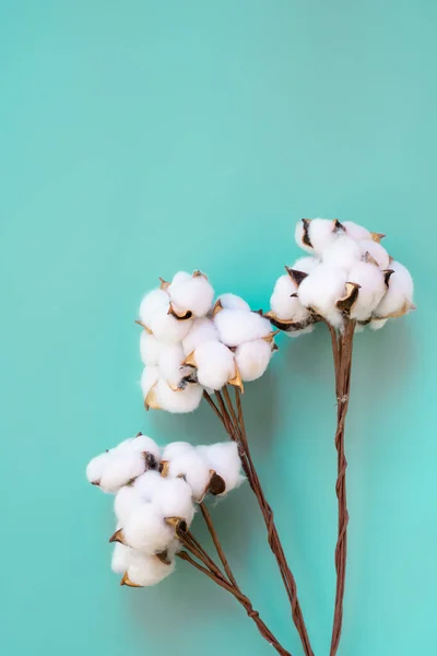 Format Vertical Des Brindilles Coton Sur Fond Bleu Comme Fond — Photo